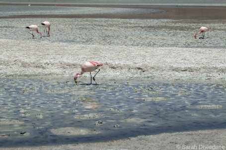 Flamingo's not bothering to get connected with anyone.