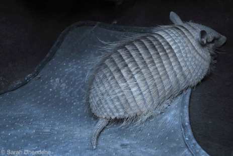 Armadillo most probably frightened to death.